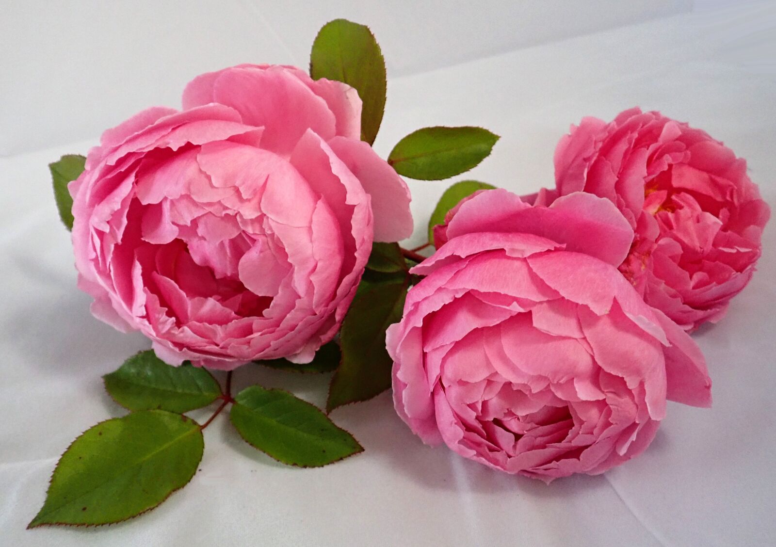 Olympus TG-5 sample photo. Flowers, pink, roses photography