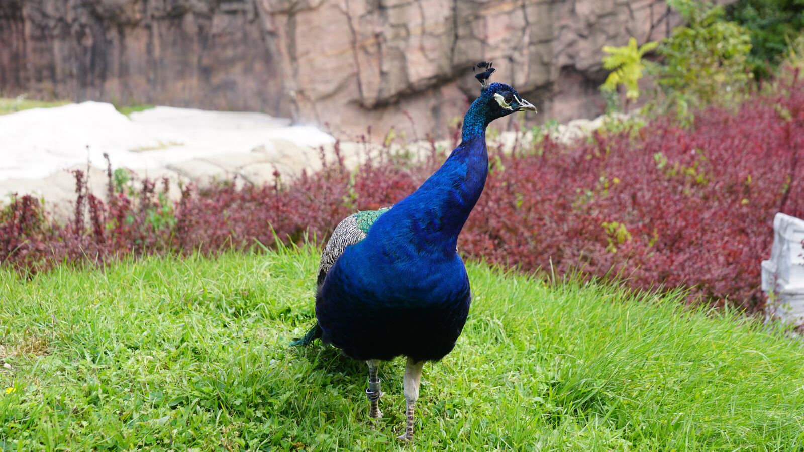 Sony E 55-210mm F4.5-6.3 OSS sample photo. Peacock, bird, feather photography