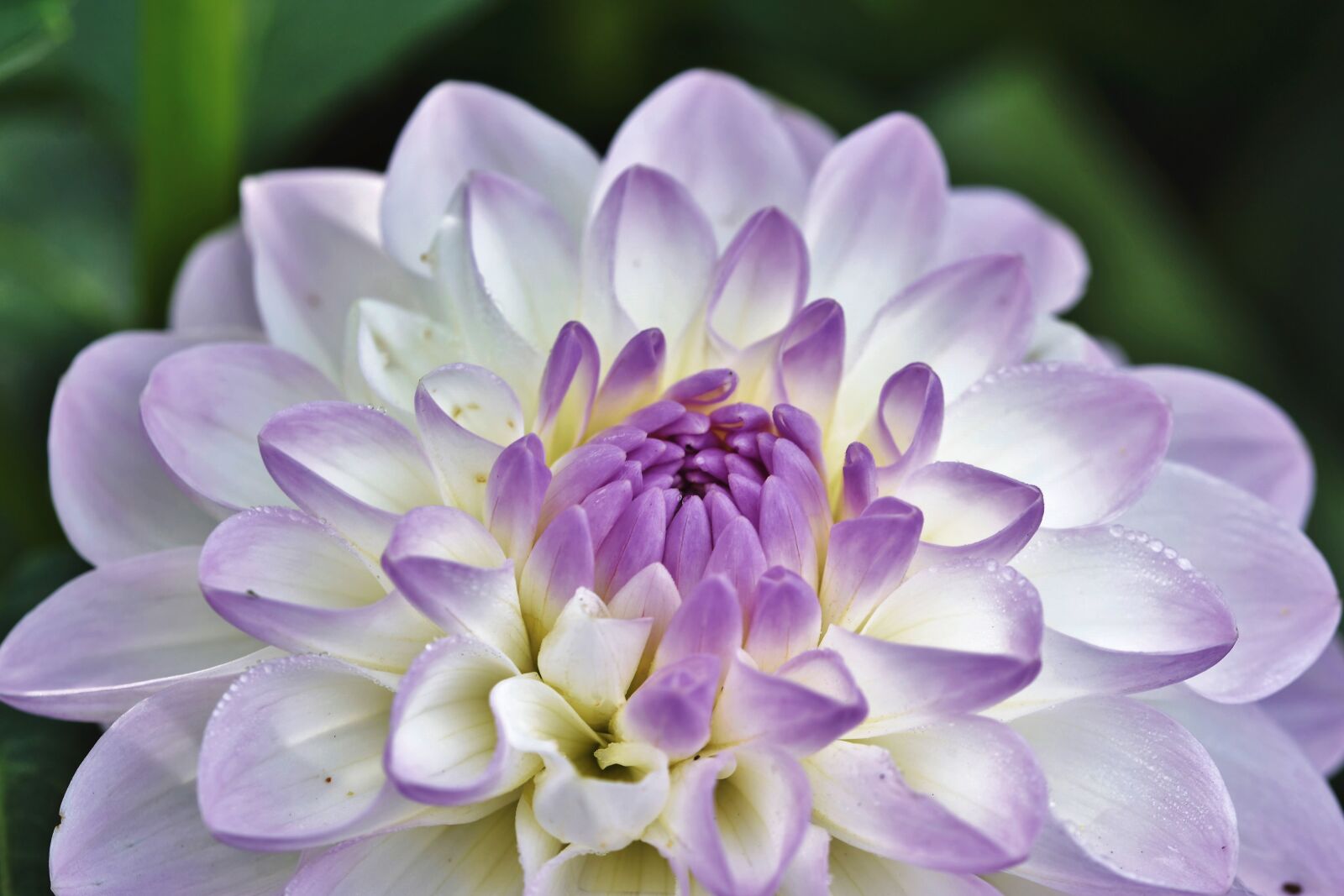 Nikon D7200 sample photo. Dahlia, dahlias bud, flower photography