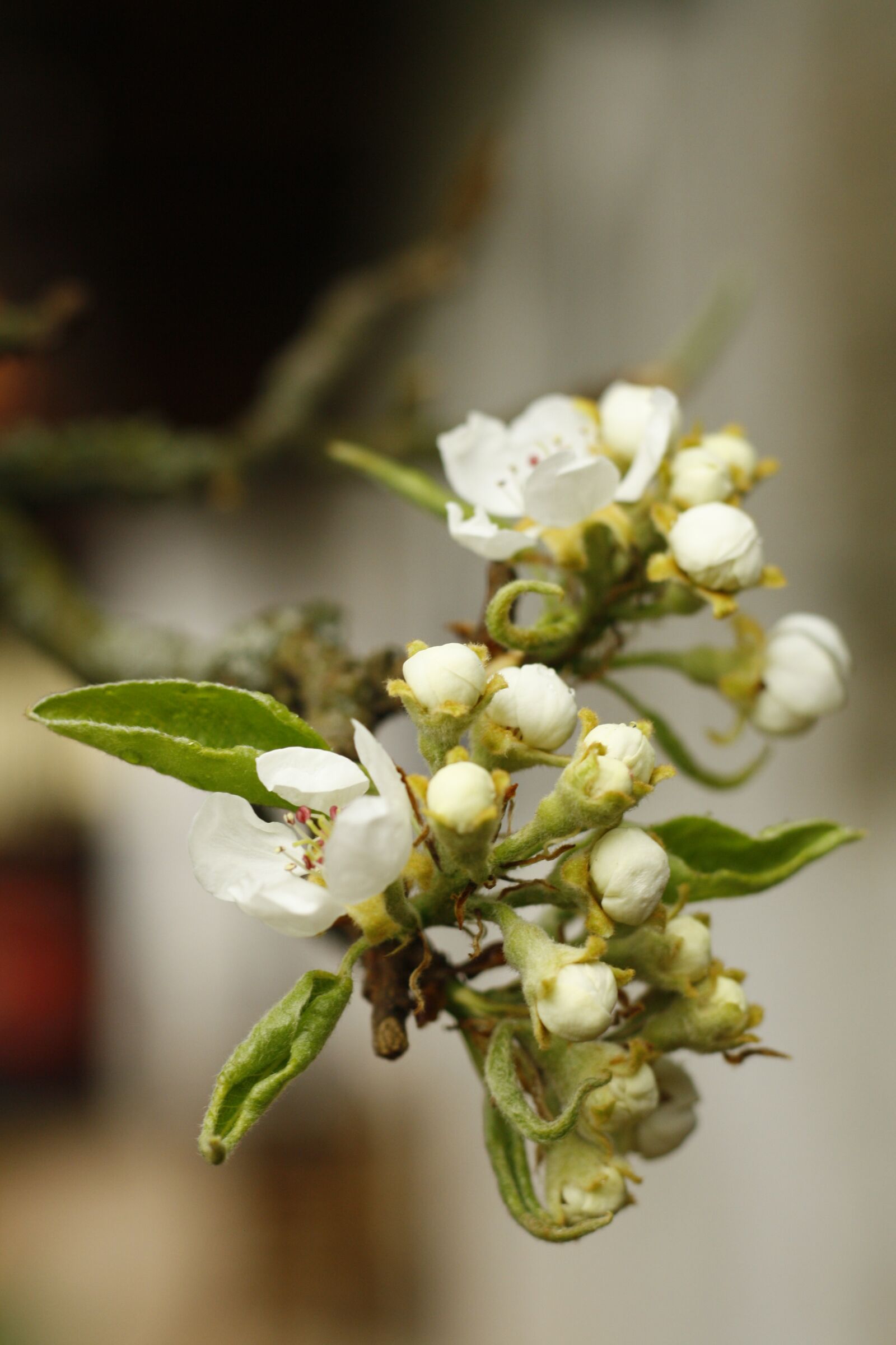 Canon EOS 1000D (EOS Digital Rebel XS / EOS Kiss F) sample photo. White flower, pear-tree, spring photography