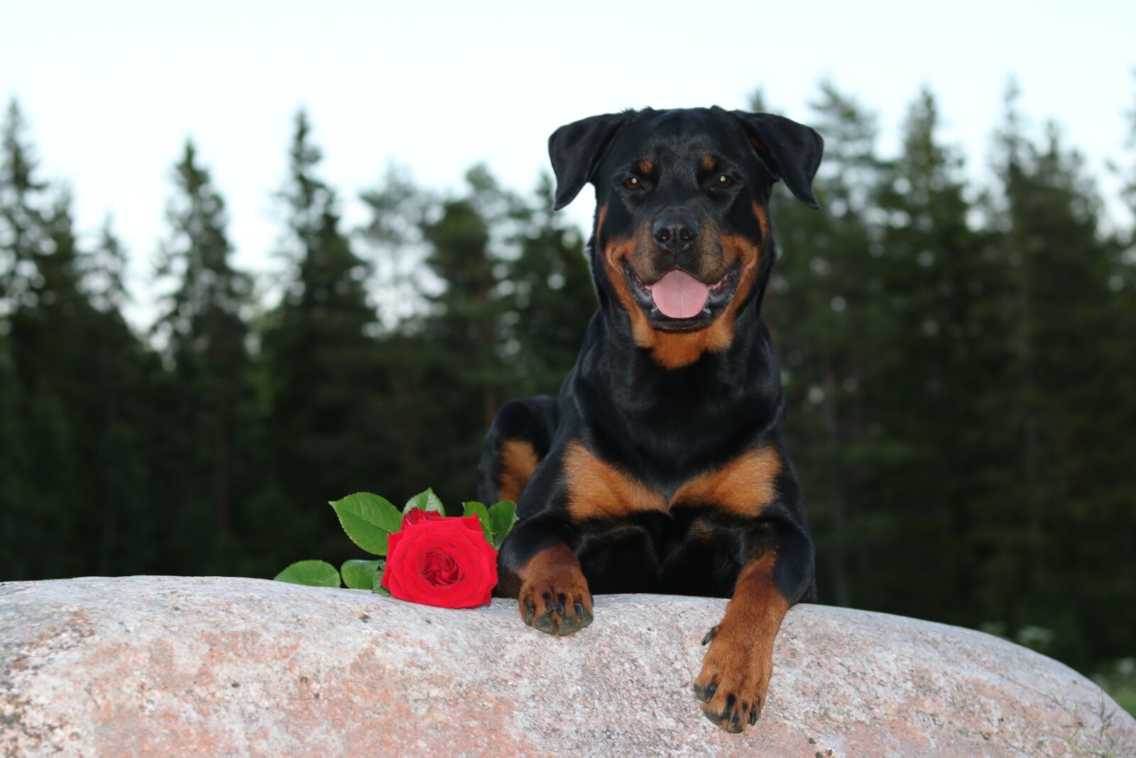 Canon EOS 750D (EOS Rebel T6i / EOS Kiss X8i) sample photo. Rottweiler, rose, summer photography