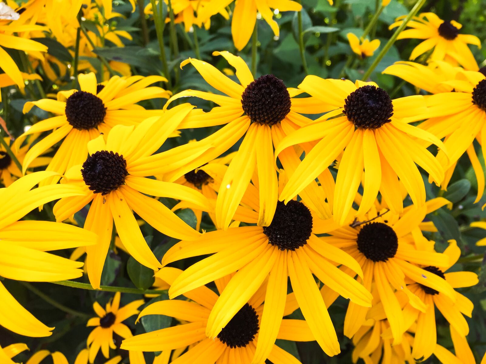 Apple iPhone 6 sample photo. Yellow, flowers, garden photography