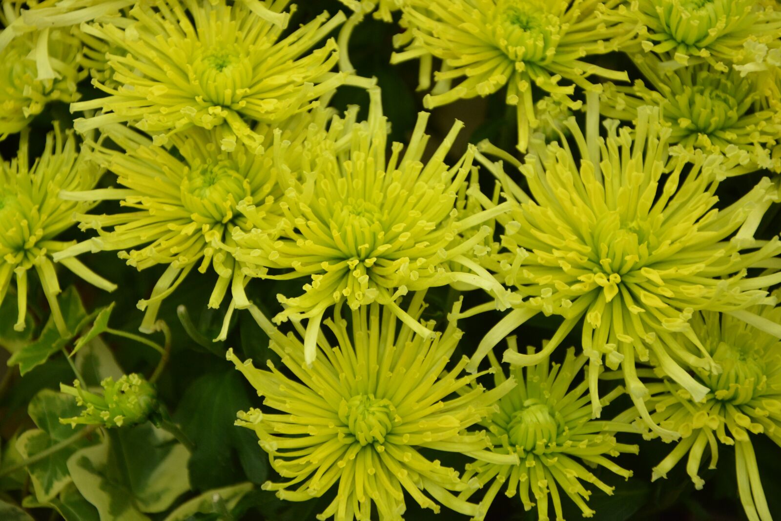 Nikon D5200 sample photo. Plants, green plants, nature photography