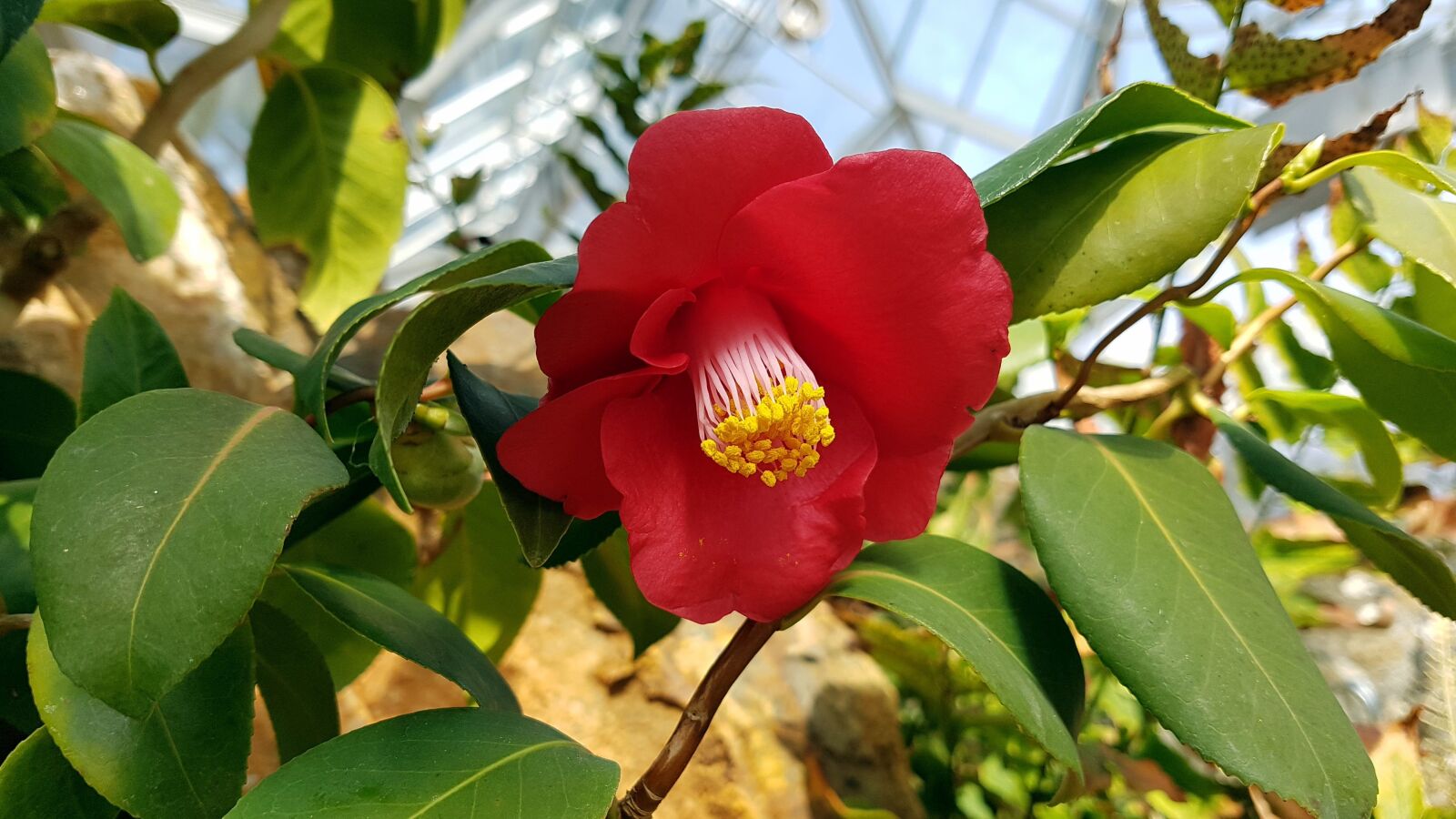 Samsung Galaxy S7 Edge sample photo. Camellia, flowers, nature photography
