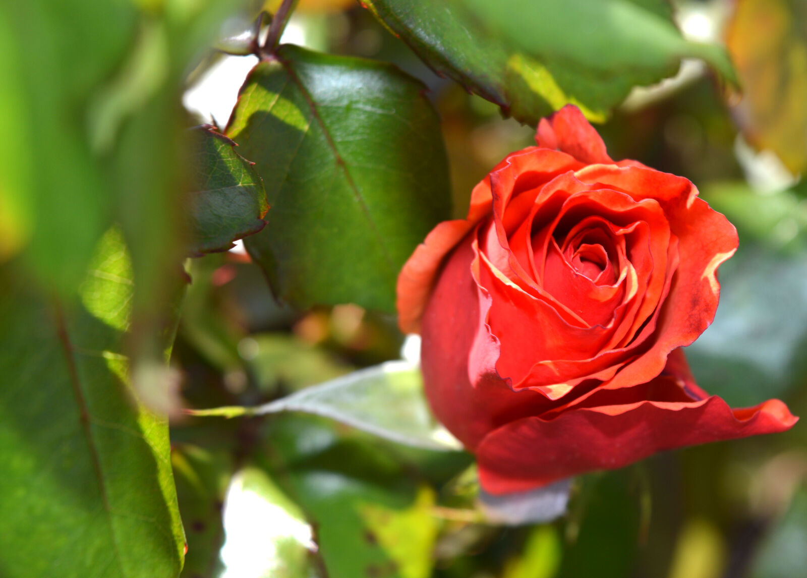 Nikon D3200 sample photo. Roses, colour photography