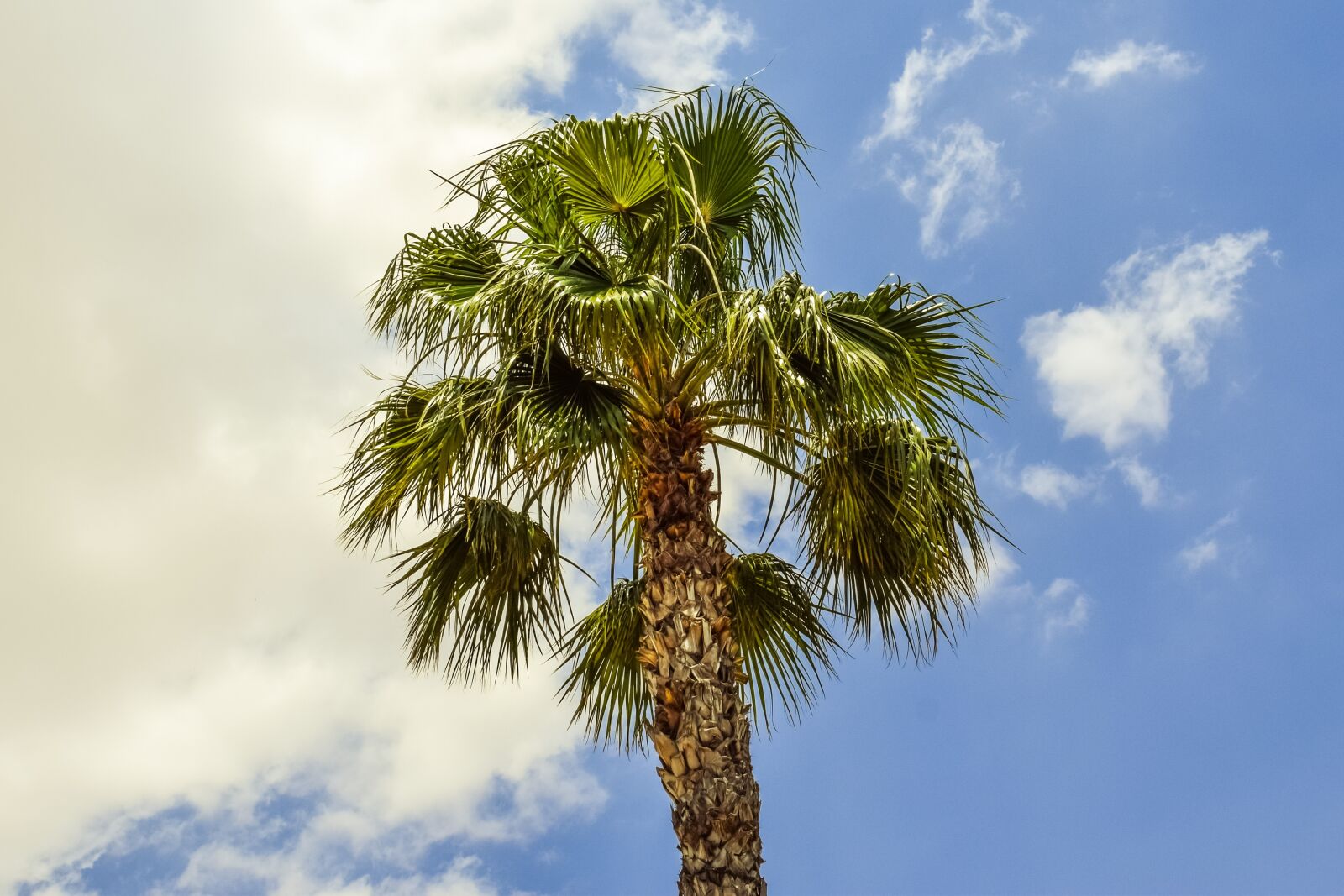 Nikon D3300 sample photo. Palm tree, wind, sky photography