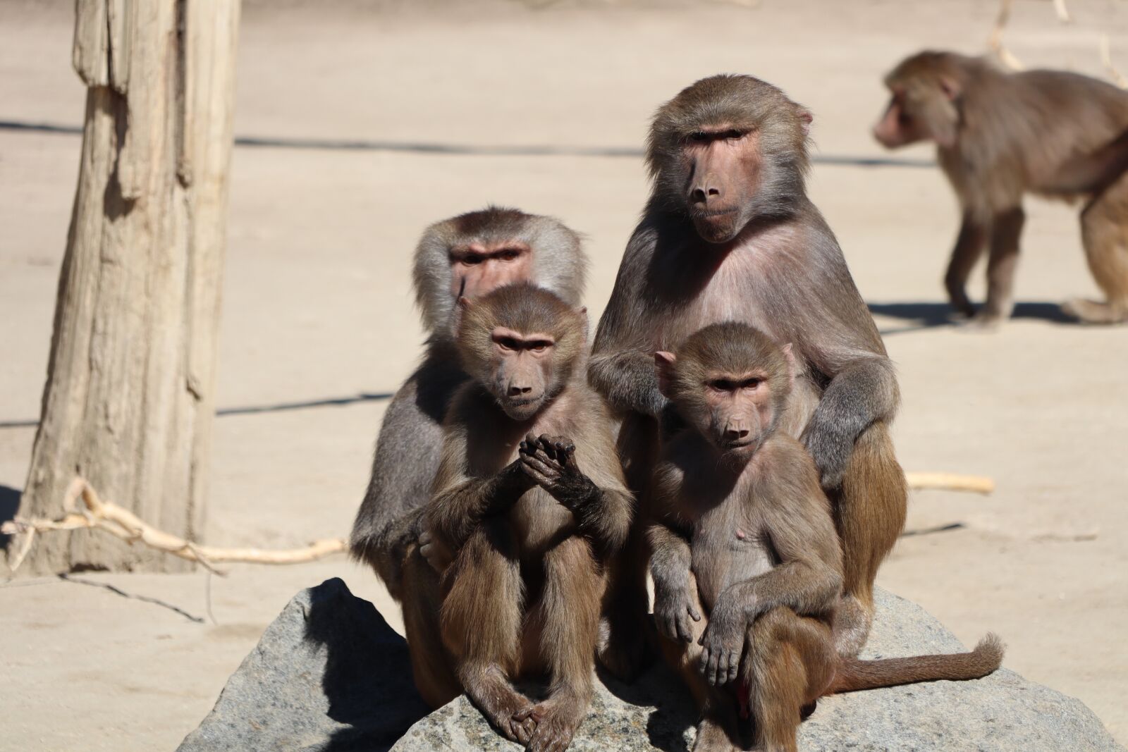 Canon EOS M50 (EOS Kiss M) sample photo. Ape, animals, mammal photography
