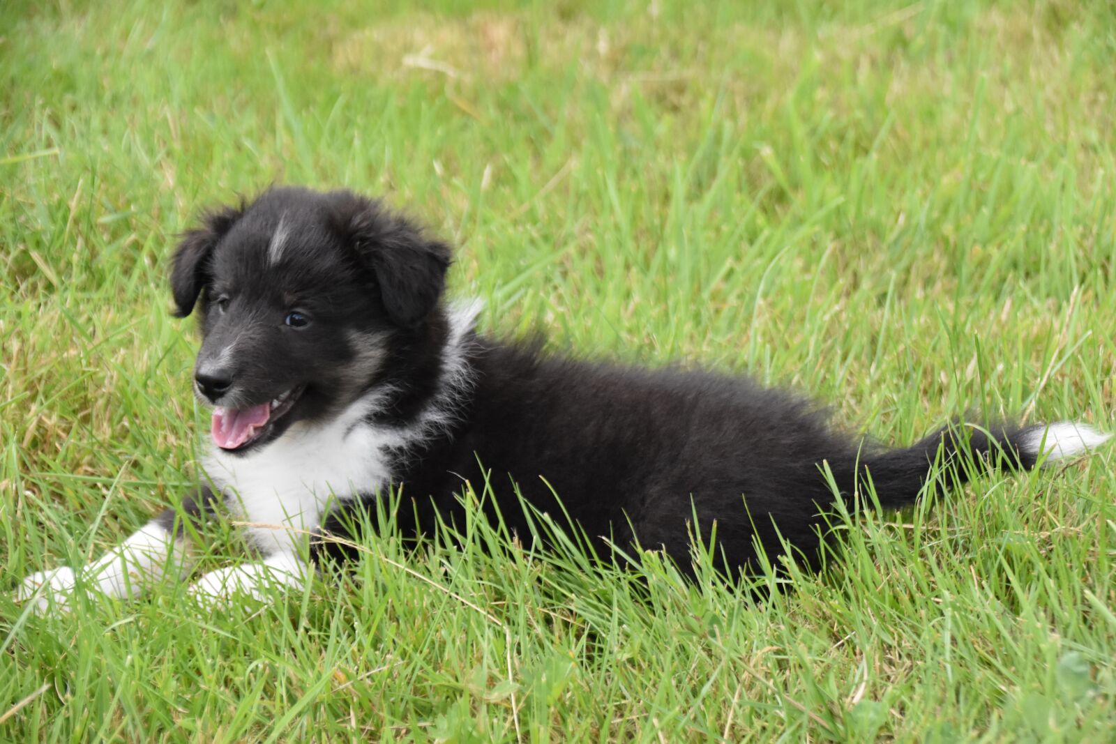 Nikon D5600 sample photo. Puppy, pup, dog shetland photography