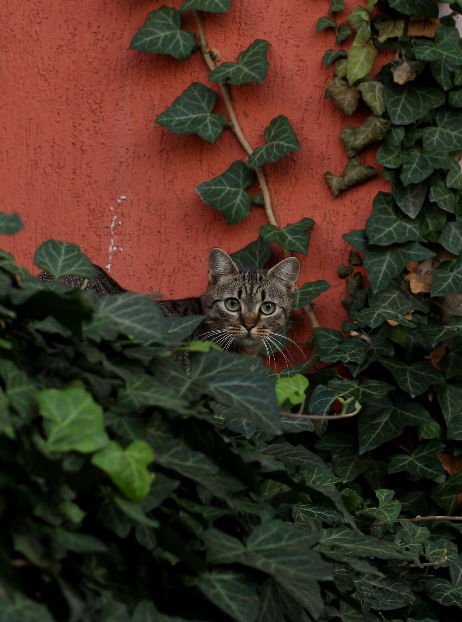 Canon EOS 700D (EOS Rebel T5i / EOS Kiss X7i) + Canon EF 85mm F1.8 USM sample photo. Cat, green eyes, leaves photography
