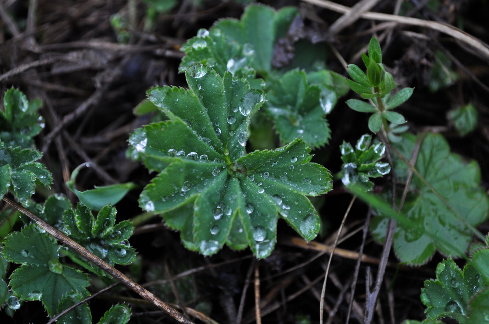 Nikon D5000 sample photo. Plants, nature, dew photography