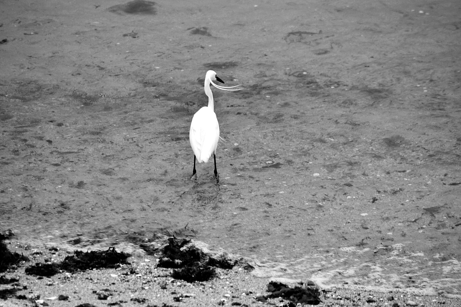 Nikon D5200 sample photo. Aigrette, animalier, echassier, nature photography