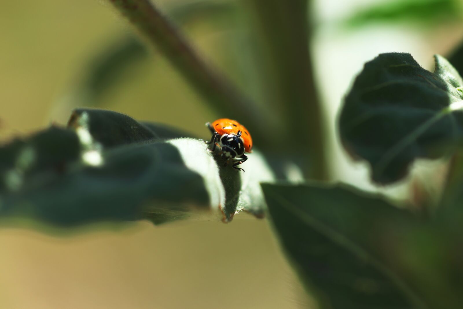 Canon EOS 200D (EOS Rebel SL2 / EOS Kiss X9) sample photo. Ladybug, insect, nature photography