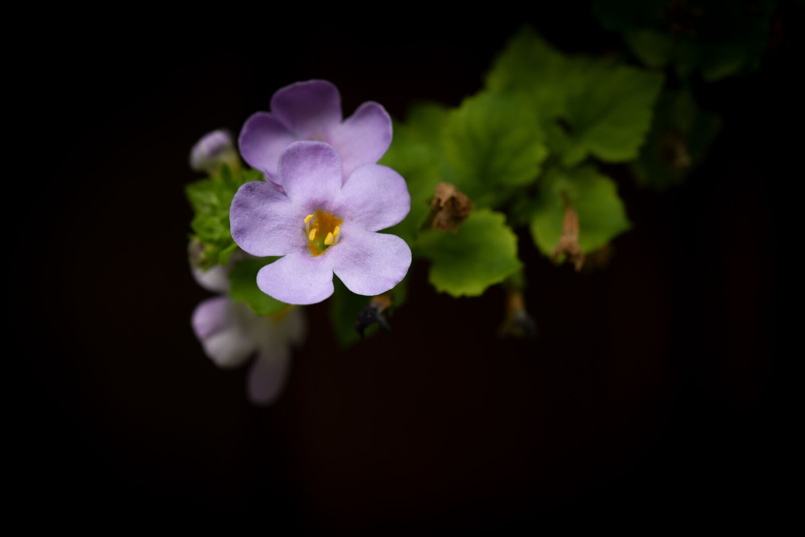 Nikon D750 sample photo. Flower, flowers, small flowers photography