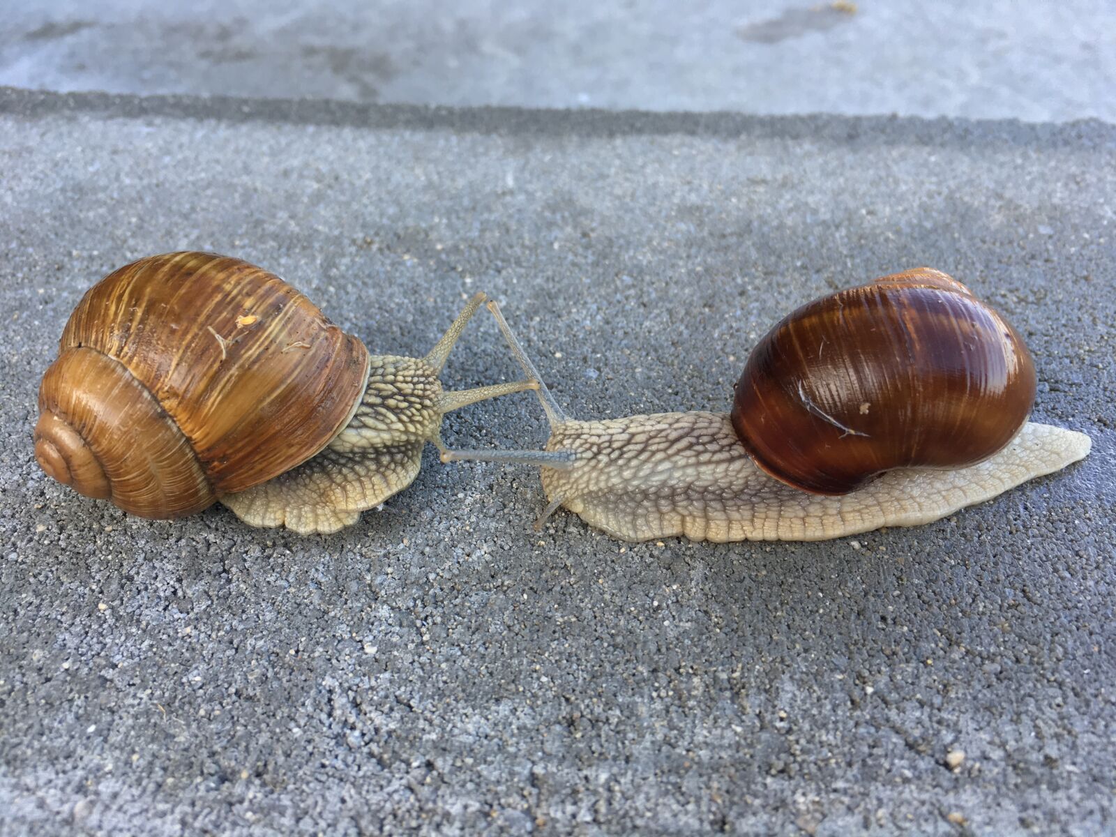 Apple iPhone 6s sample photo. Snail, animal, nature photography