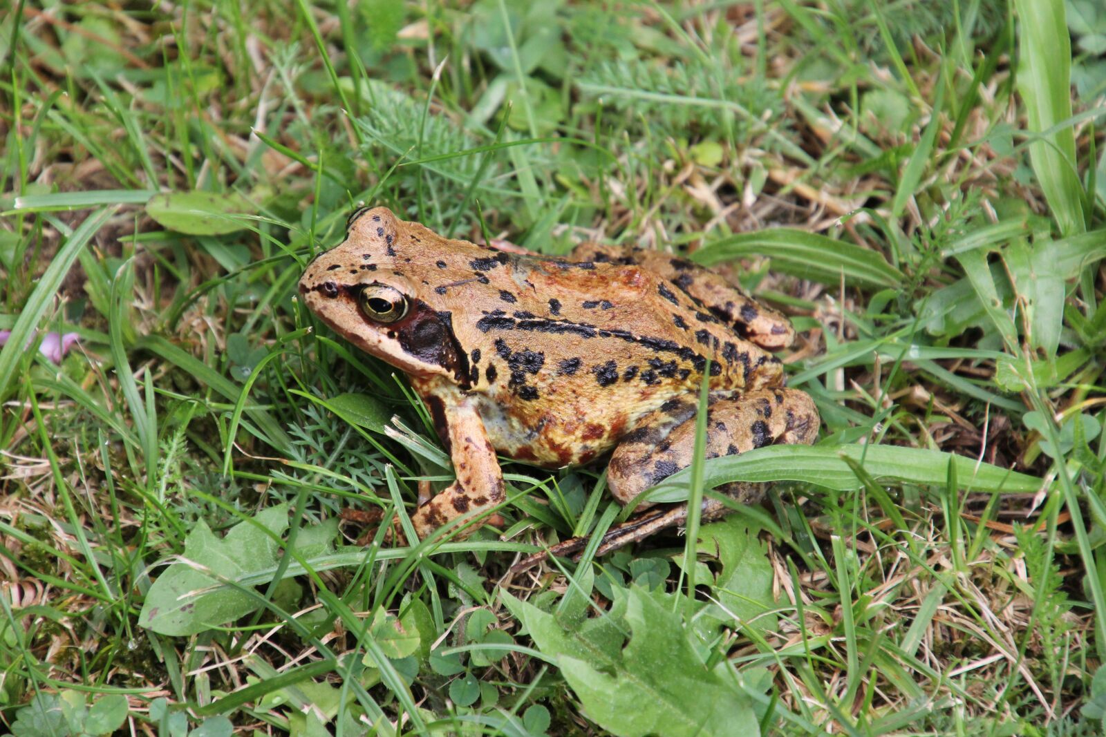 Canon EOS 60D sample photo. Nature, amphibians, common frog photography