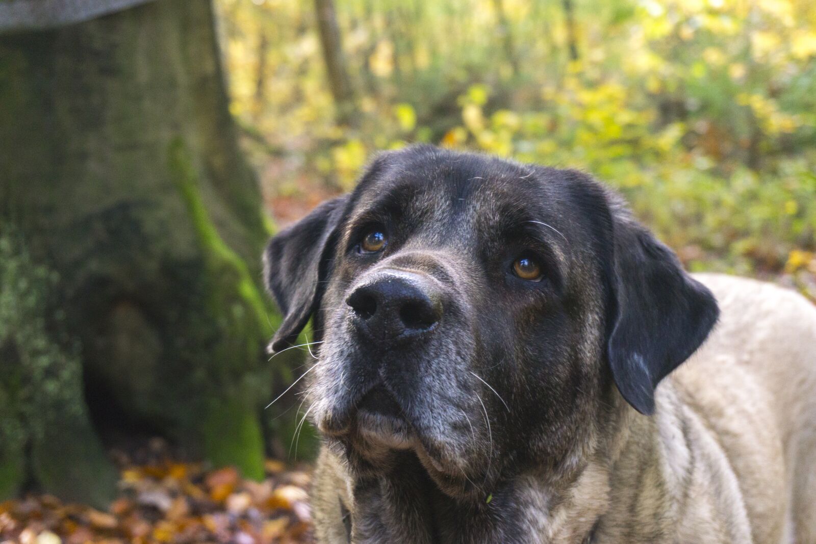 Sony a6000 sample photo. Dog, forest, wald photography