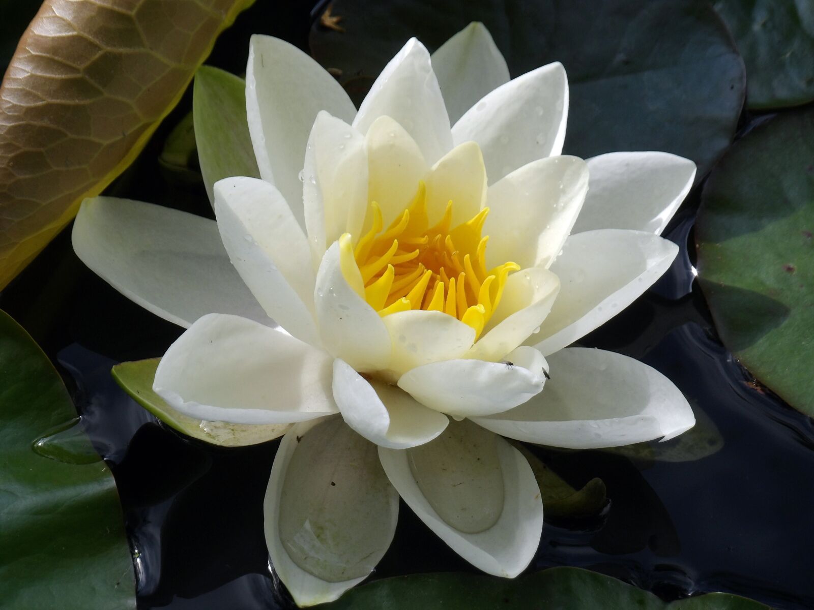 Kodak PIXPRO AZ521 sample photo. Water lily, plant, aquatic photography