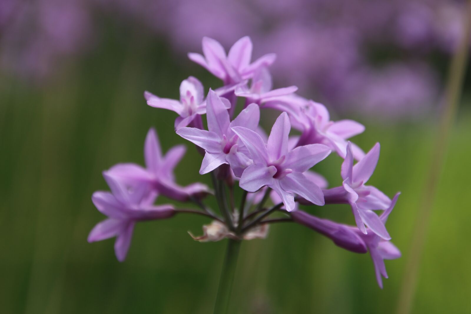 Canon EOS 700D (EOS Rebel T5i / EOS Kiss X7i) sample photo. Purple small flowers, flower photography