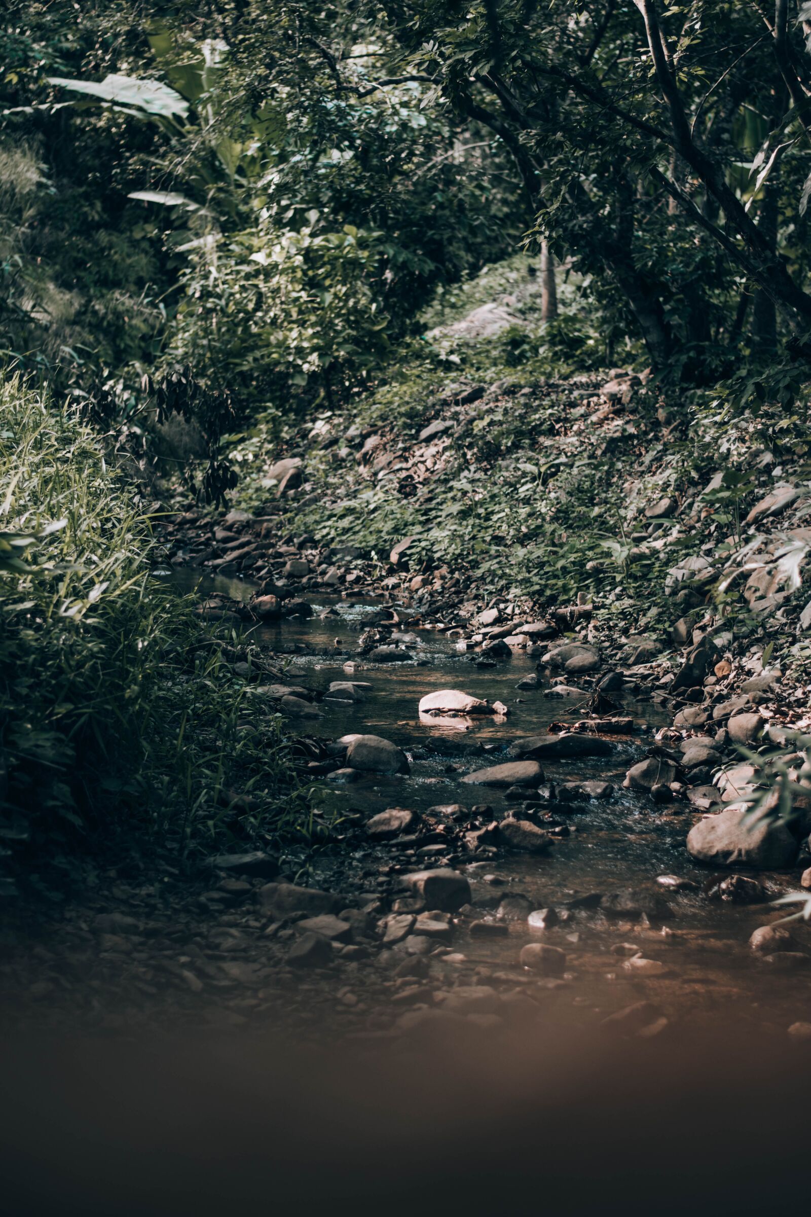 Nikon D5500 sample photo. River, nature, lanolin photography