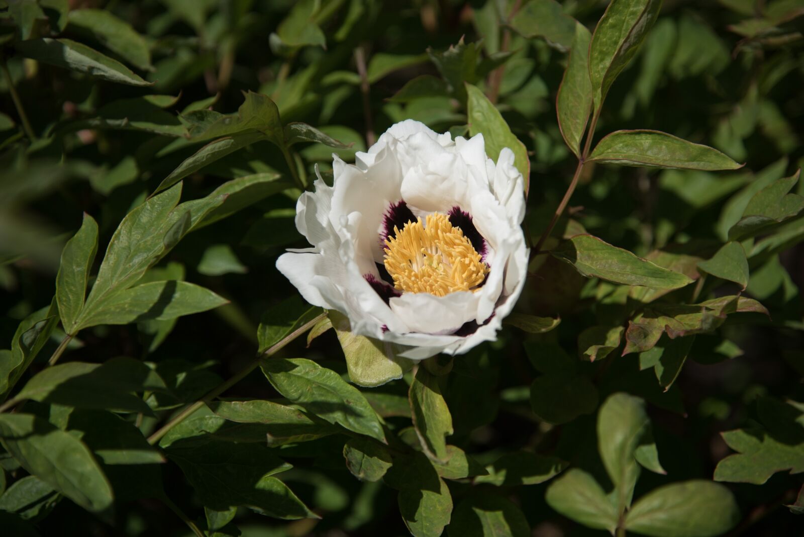 Nikon D750 sample photo. Silk peony, white, flower photography