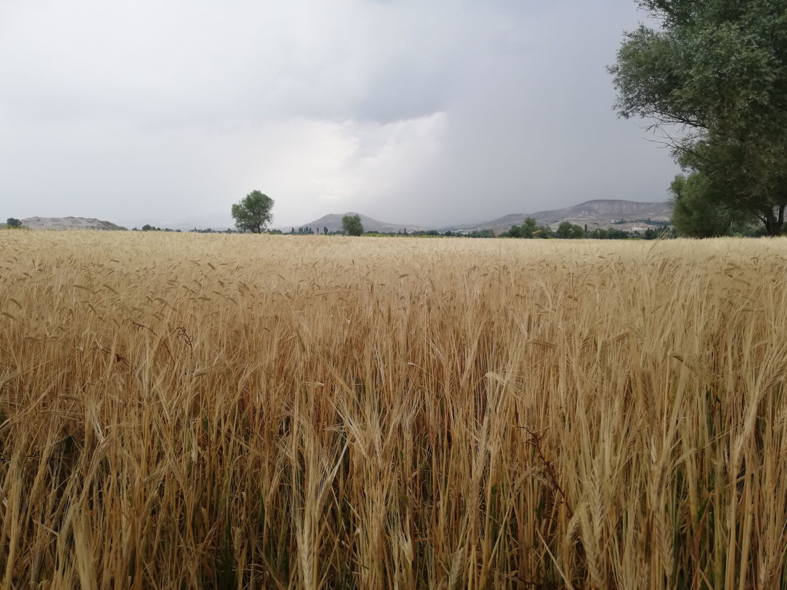 HUAWEI P20 lite sample photo. Field, barley, agriculture photography