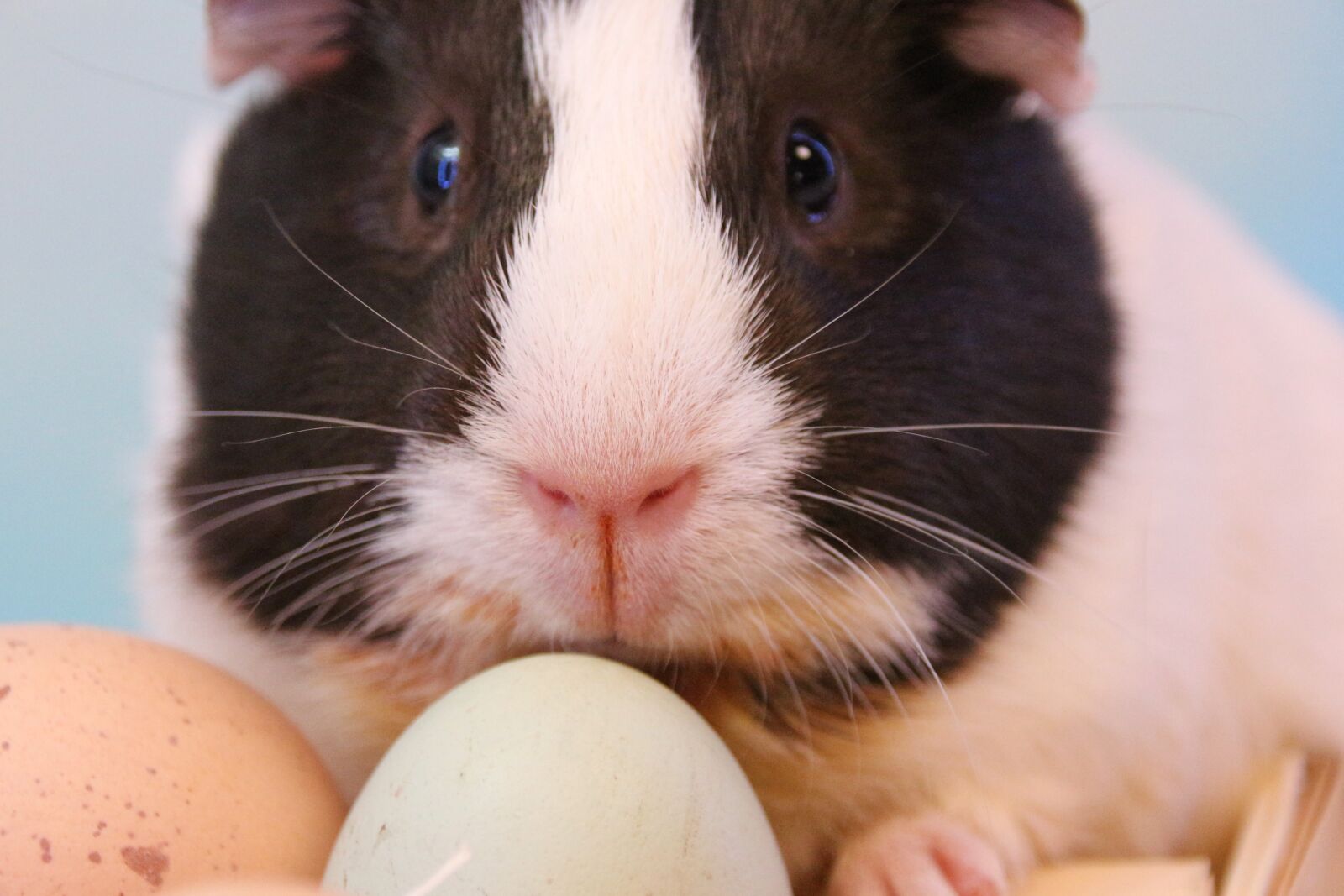 Canon EOS 700D (EOS Rebel T5i / EOS Kiss X7i) sample photo. Easter, guinea pig, rodent photography