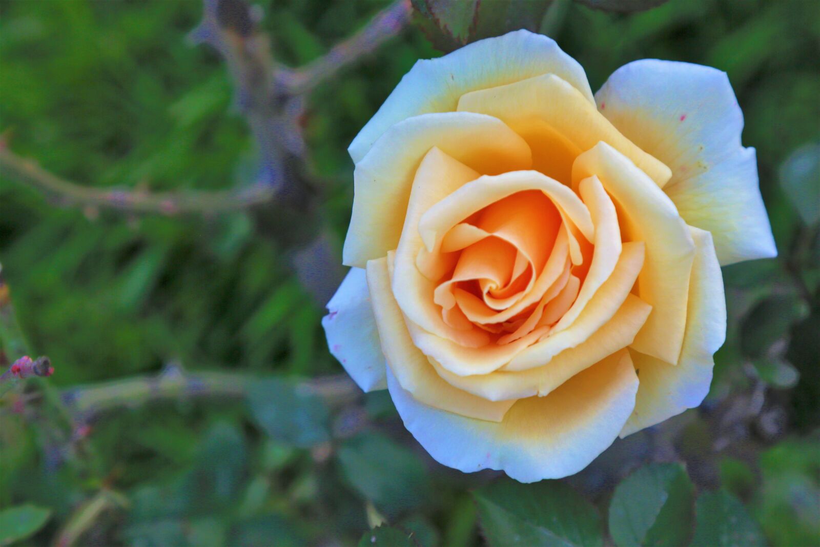 Canon EF 24-105mm F4L IS USM sample photo. Rose, nature, spring photography