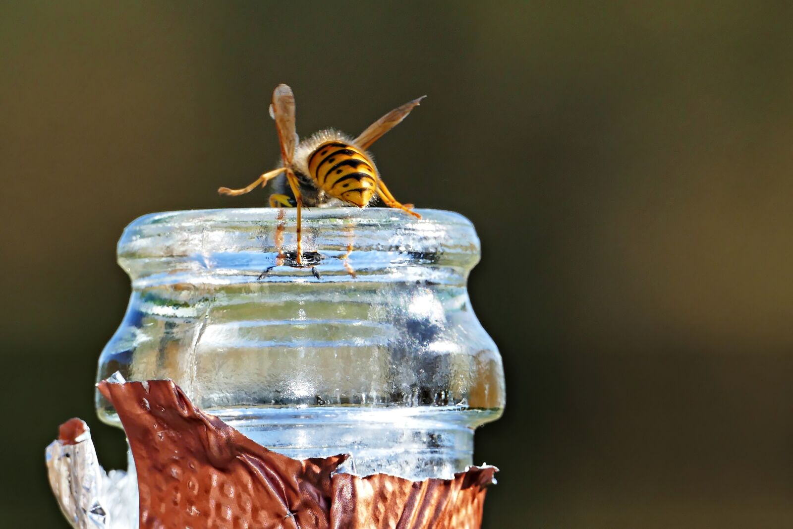 Panasonic Lumix DMC-FZ1000 sample photo. Wasp, bottle, dangerous photography