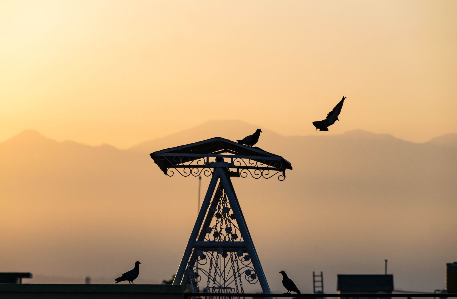 Nikon D3300 sample photo. Sunrise, birds, flying photography