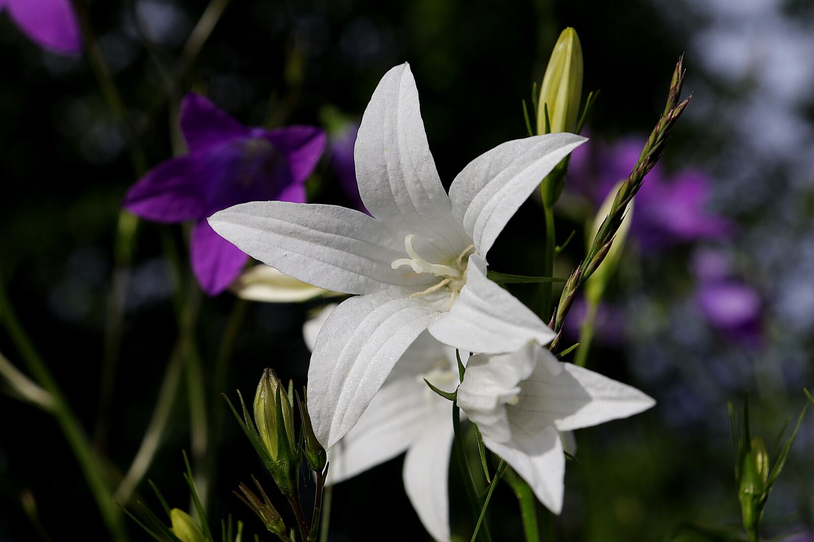 Canon EOS R sample photo. Bellflower, blossom, bloom photography
