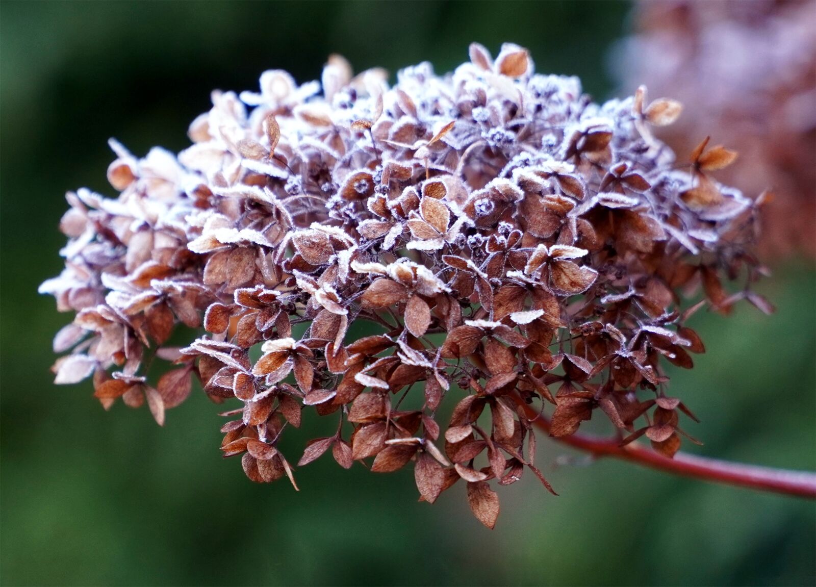 Sony E PZ 18-105mm F4 G OSS sample photo. Hydrangea, faded, ripe photography
