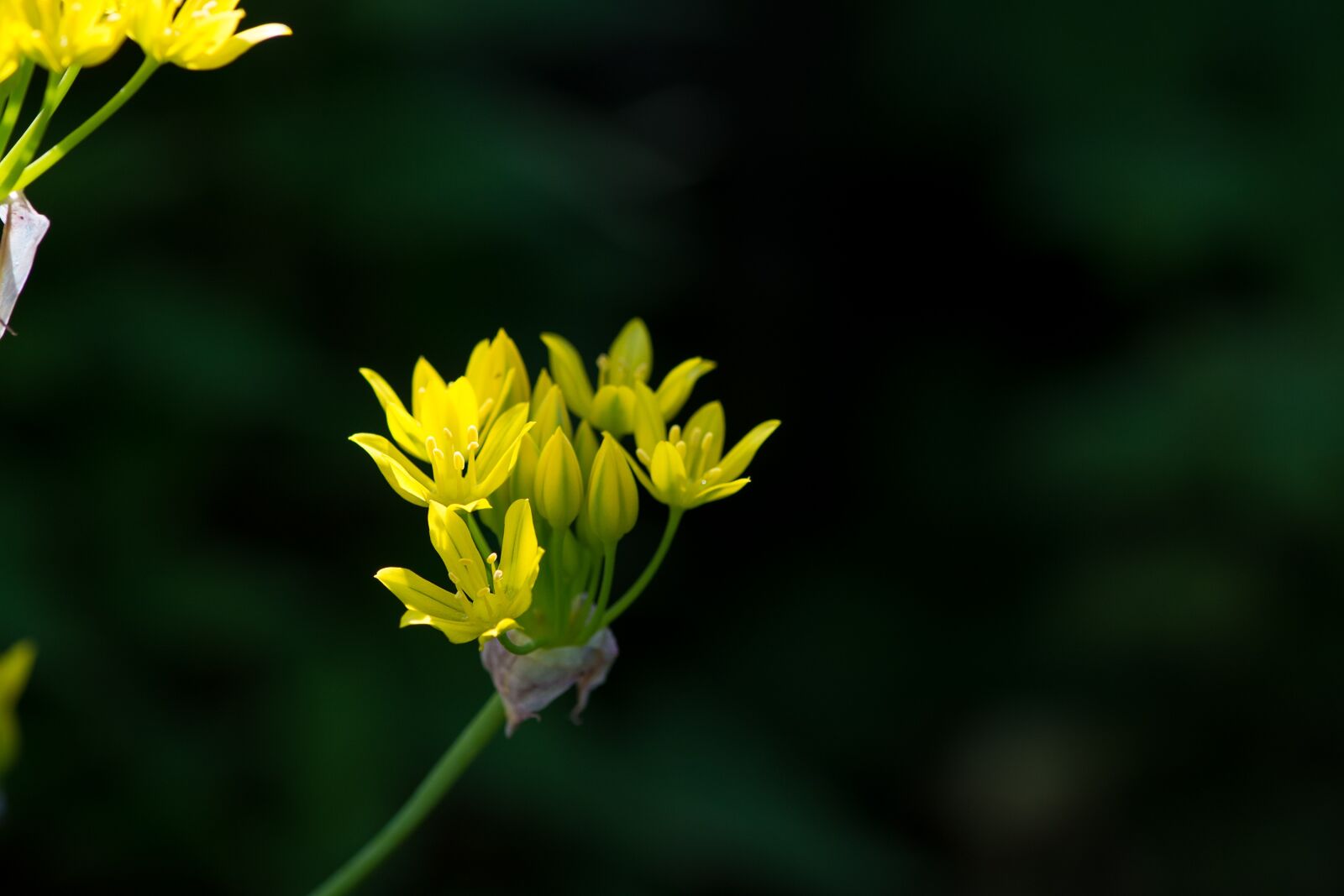 Nikon D7100 sample photo. Siberian stonecrop, upholstery photography