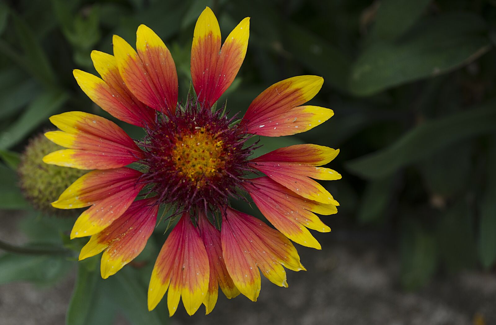 Nikon D5100 sample photo. Flower, nature, plant photography