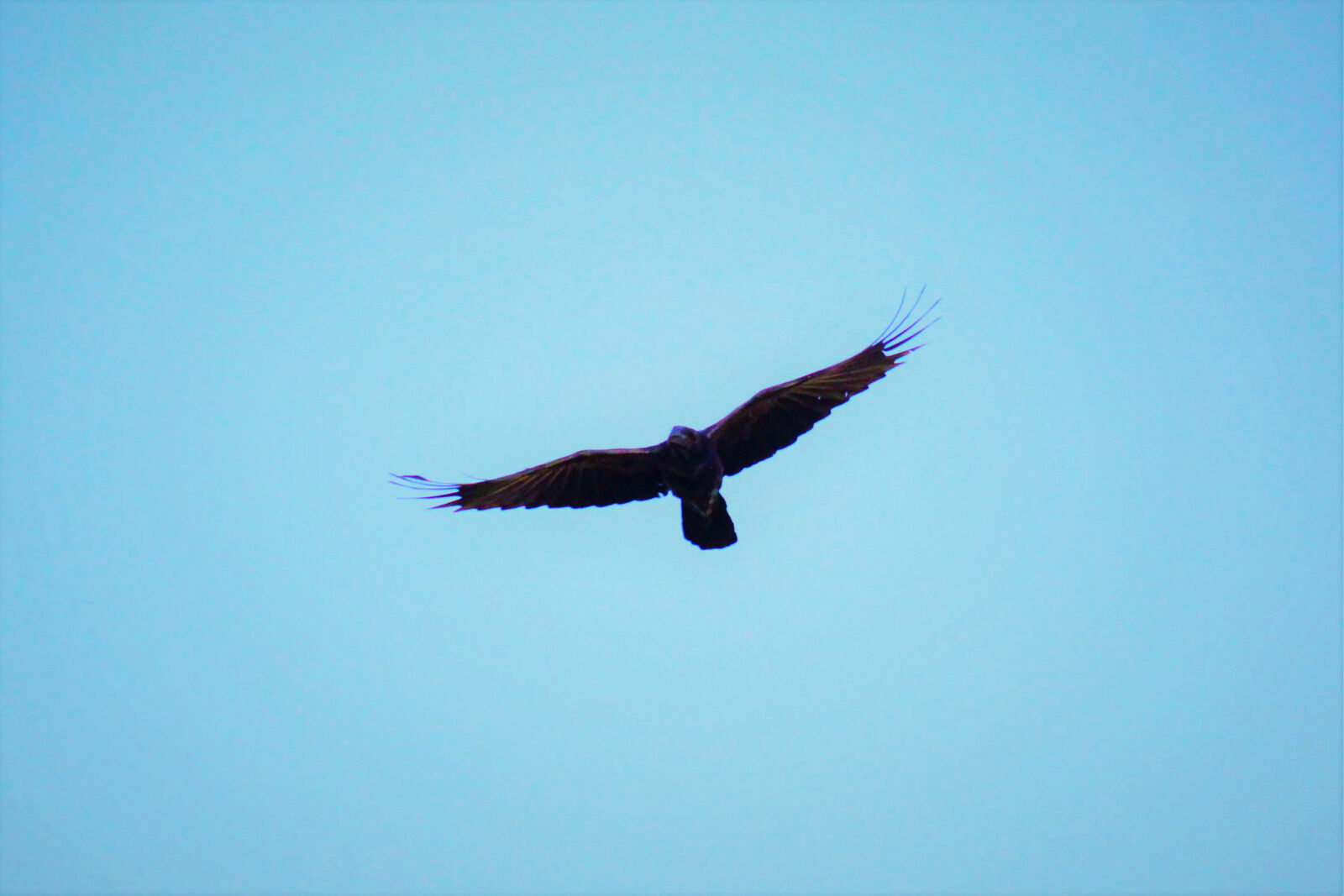Canon EOS 1200D (EOS Rebel T5 / EOS Kiss X70 / EOS Hi) sample photo. Bird, nature, sky photography