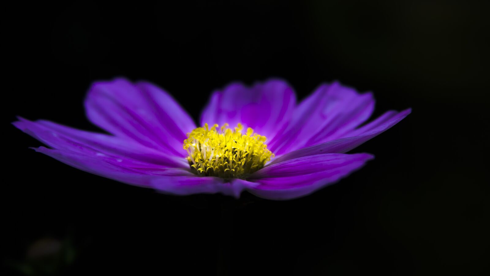 Canon EF 28-135mm F3.5-5.6 IS USM sample photo. Clematis, blue clematis, flower photography