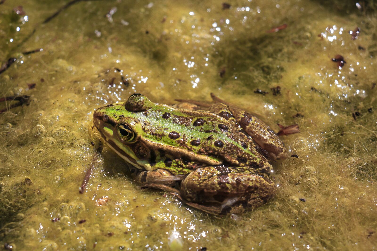 Canon EOS 700D (EOS Rebel T5i / EOS Kiss X7i) sample photo. Frog, amphibian, nature photography