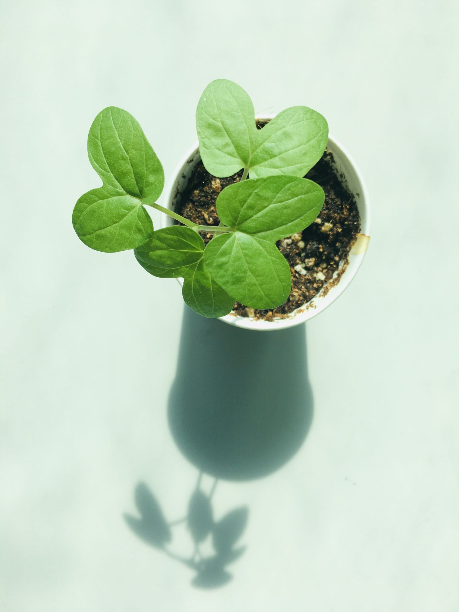 Apple iPhone 6s sample photo. Plant, green, spring photography