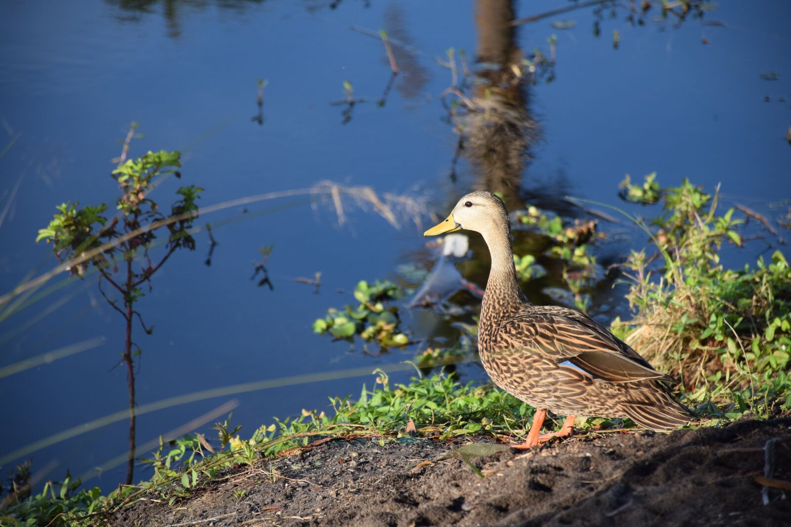 Nikon D5300 sample photo. Duck, mallard, male photography