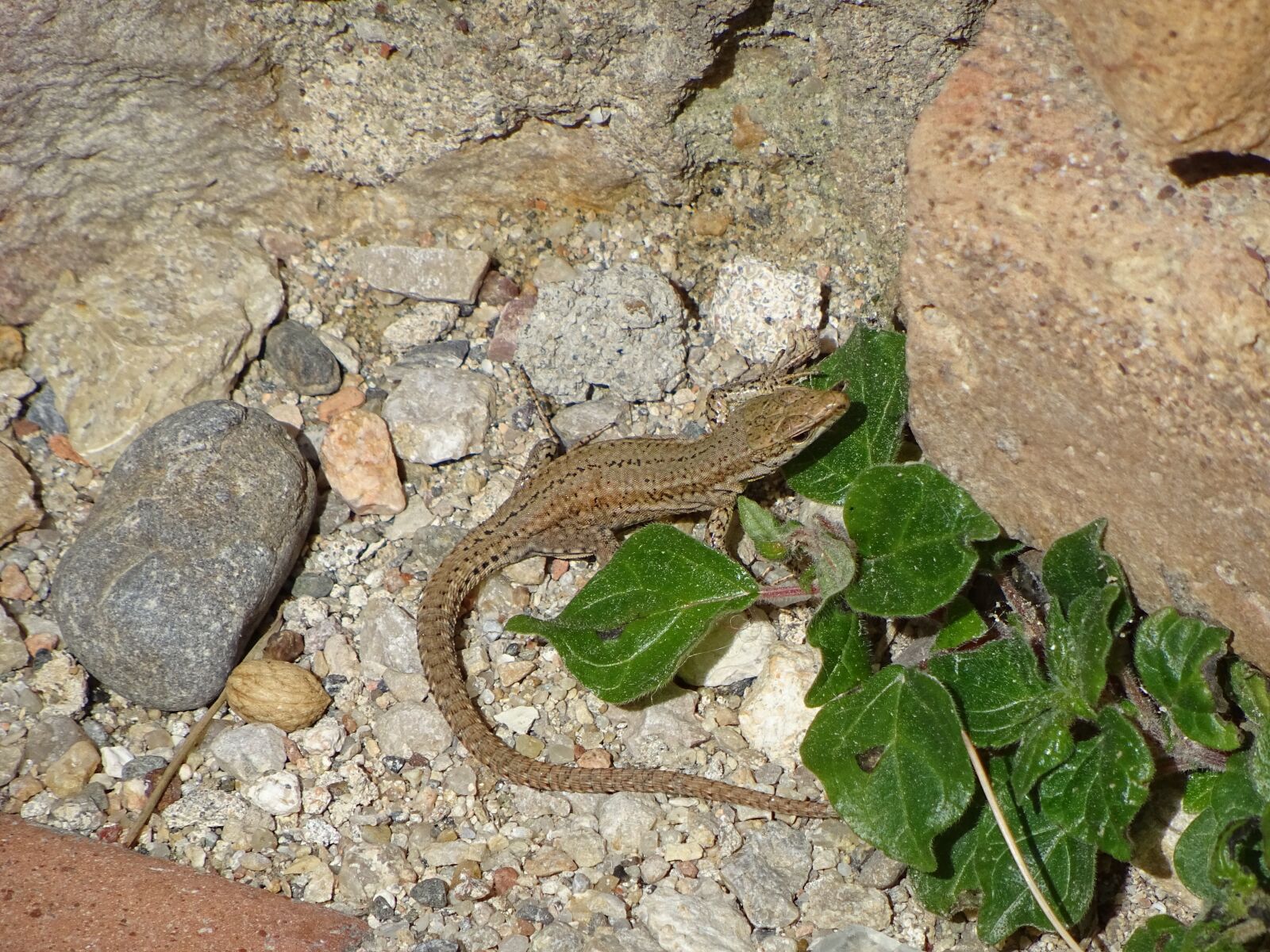 Sony DSC-HX60 sample photo. Nature, animalia, reptilia photography