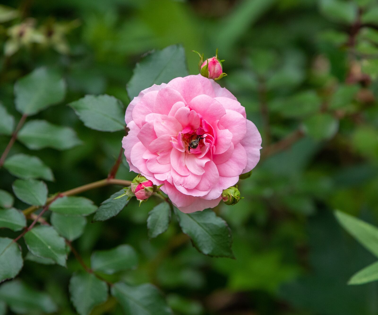 Canon EOS 80D sample photo. Flower, pink, beetle photography