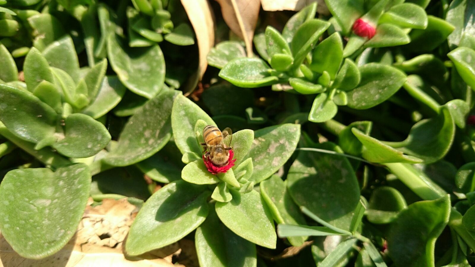Sony Xperia Z1 sample photo. Bee, nature, beauty photography