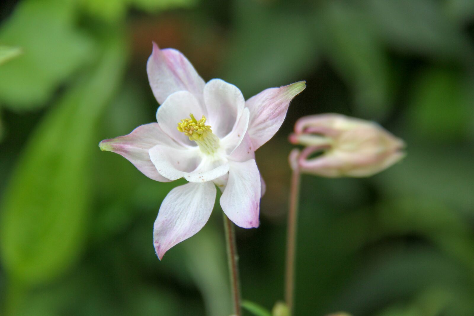 Canon EOS 7D sample photo. Columbine, flower, spring photography