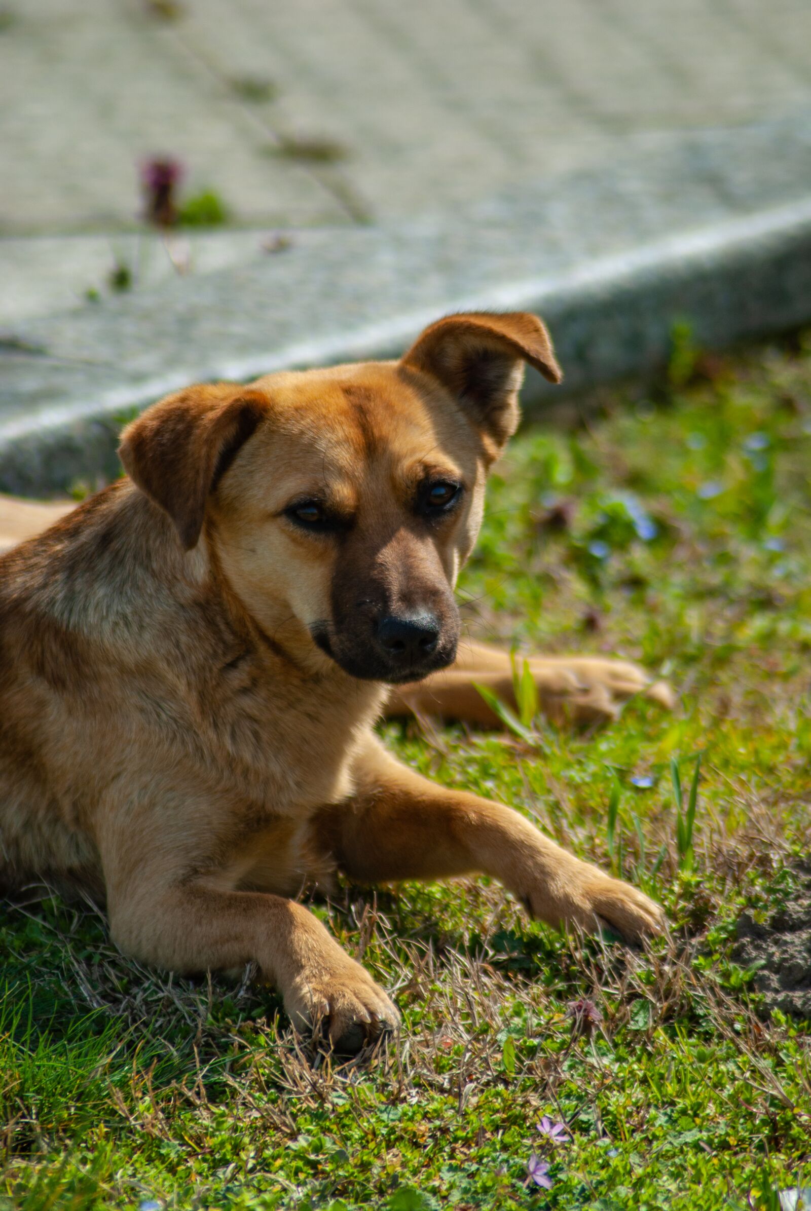 Nikon D60 sample photo. Dog, animal, puppy photography