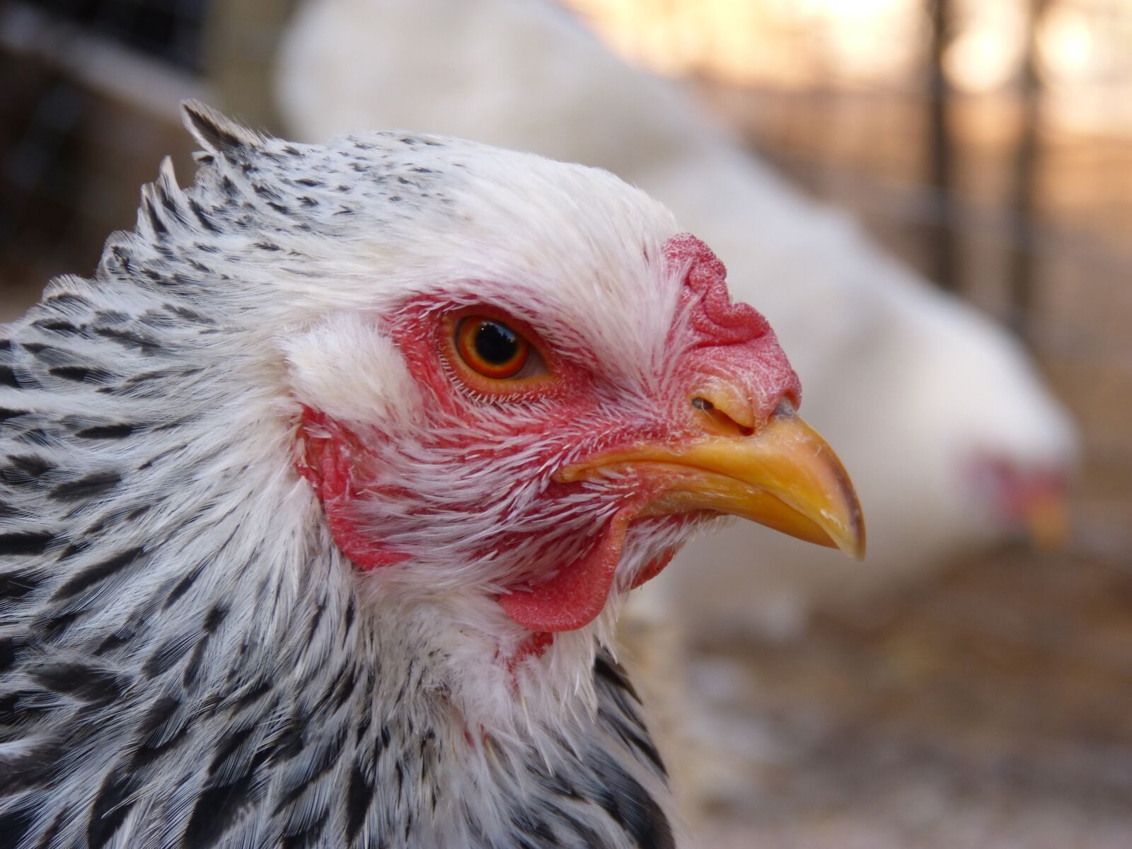 Panasonic DMC-FZ62 sample photo. Hen, laying hen, delaware photography