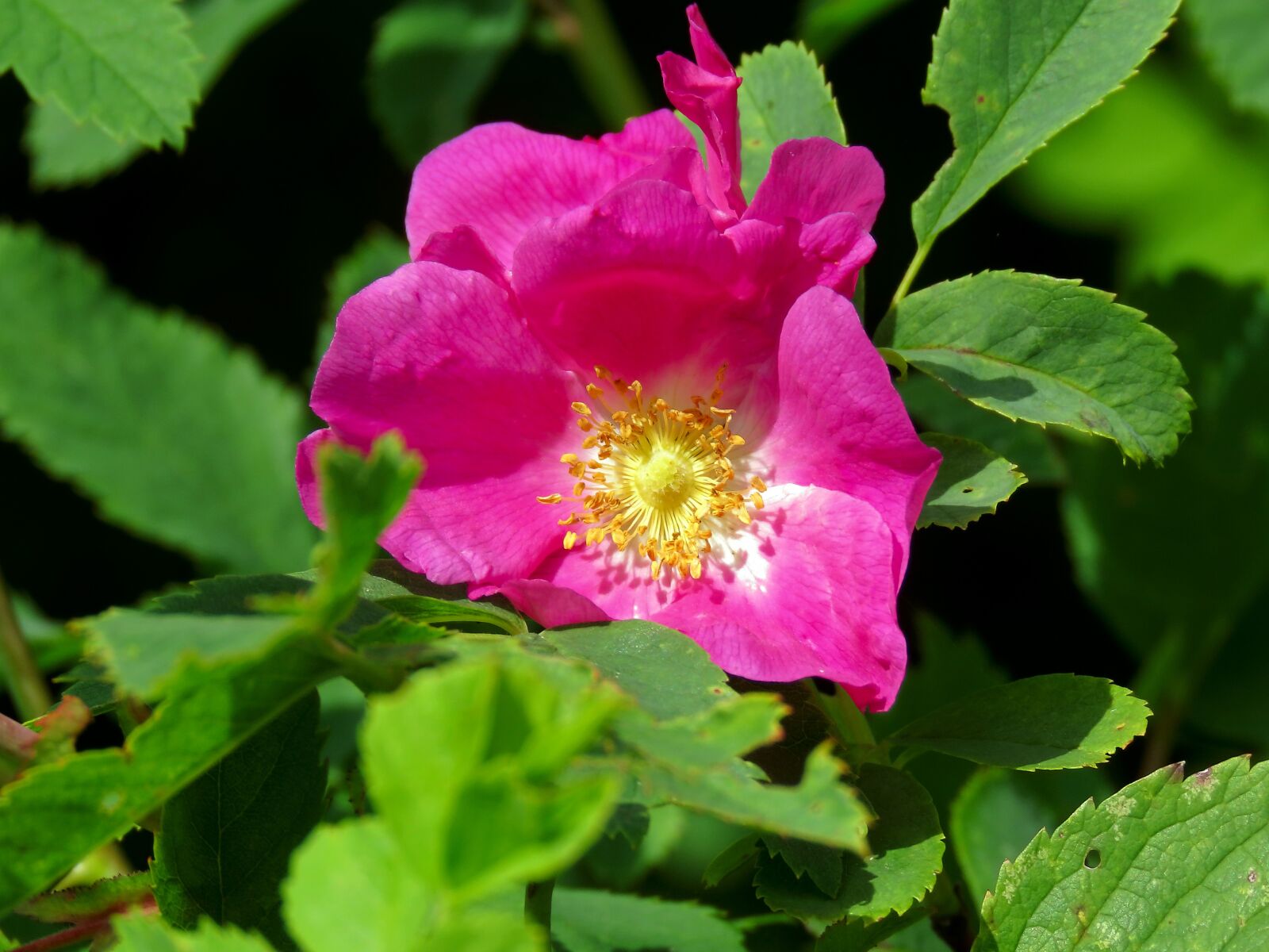 Canon PowerShot SX60 HS sample photo. Rose hip, flower, pink photography