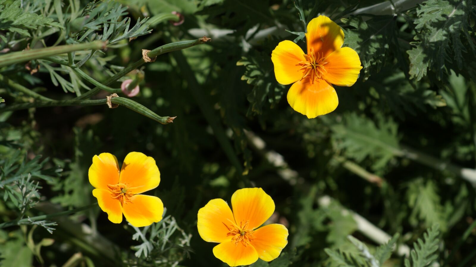 Sony Alpha DSLR-A200 sample photo. Three, flowers, yellow photography