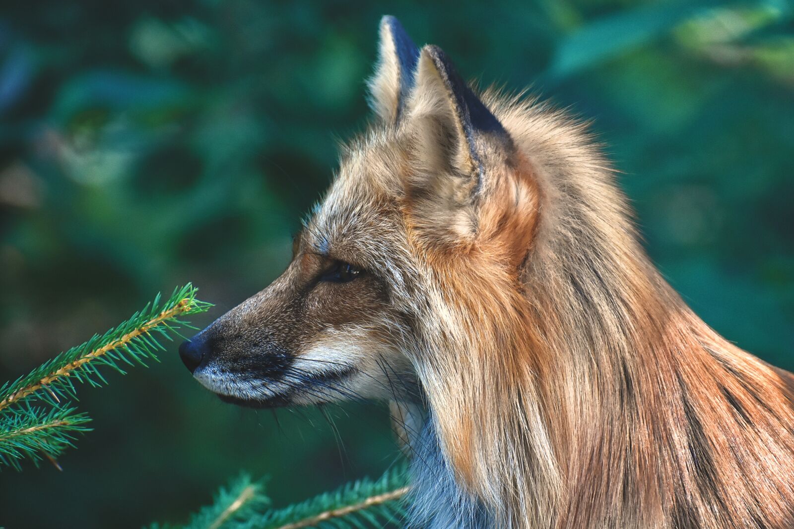 Nikon D7200 sample photo. Fuchs, animal world, wild photography