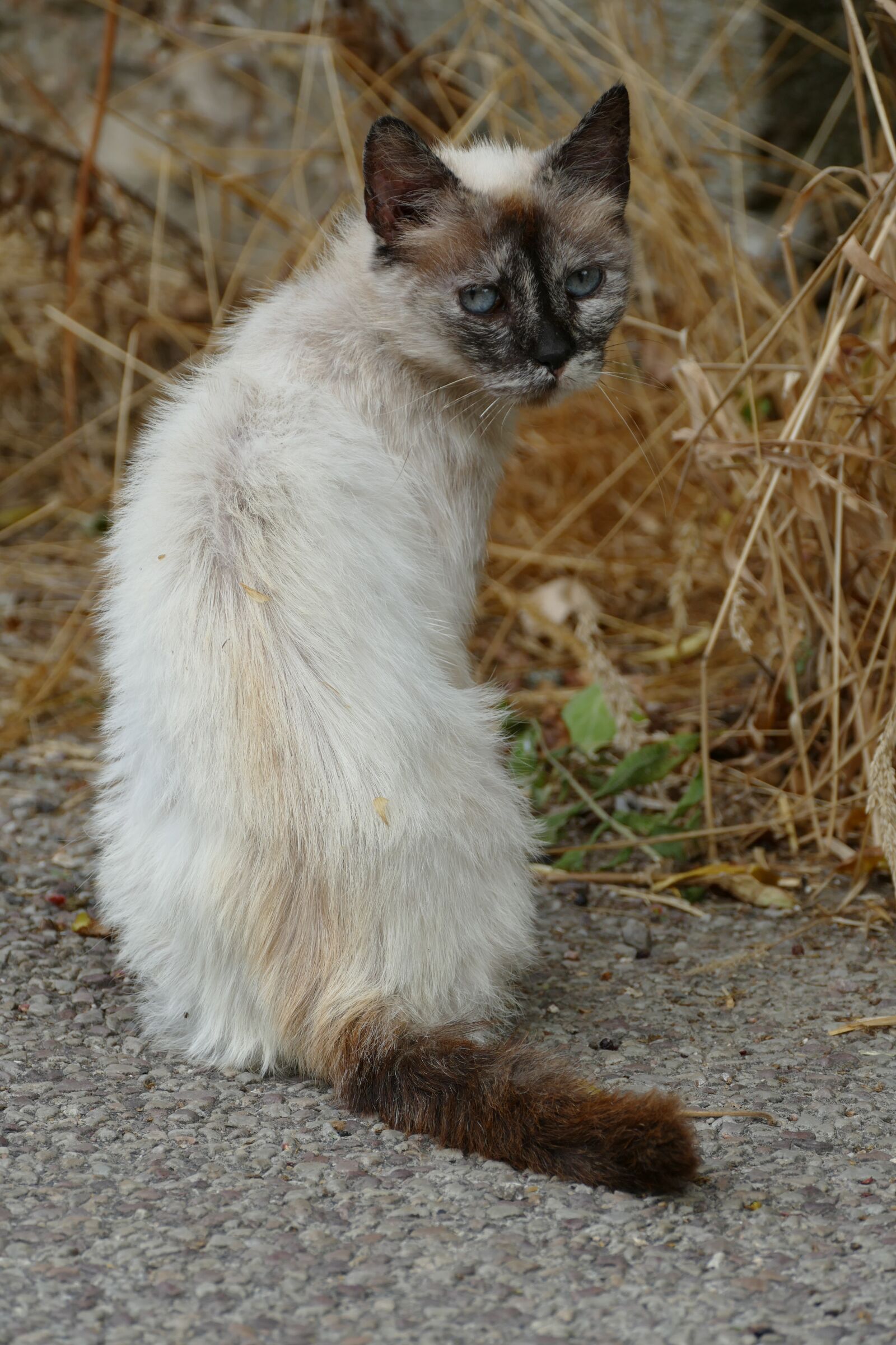 Panasonic Lumix DMC-FZ1000 sample photo. Cat, mammal, pet photography