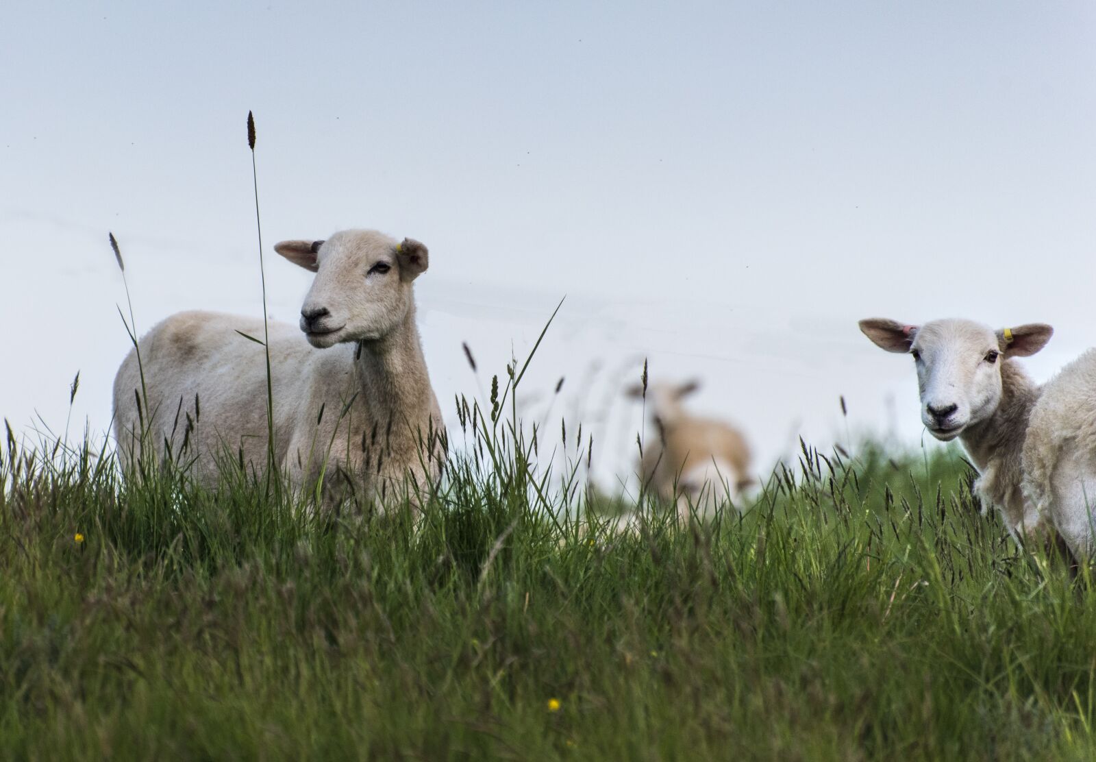 Nikon D810 sample photo. Sheep, grass, nature photography