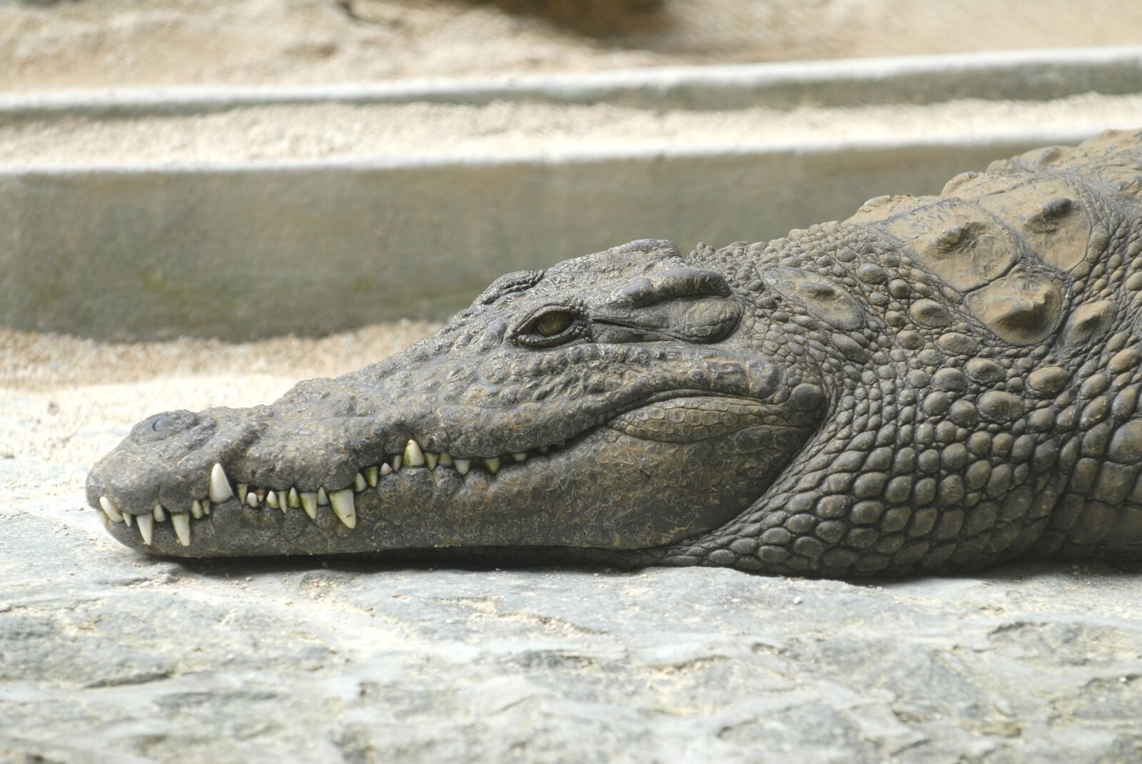 Nikon D200 sample photo. Animals, alligator, tooth photography